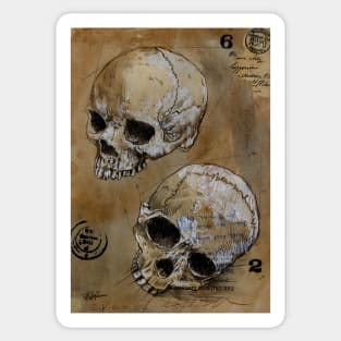 Twin skull study Sticker